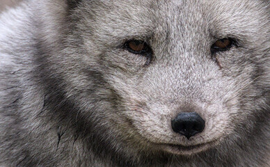Beautiful potrait and details of a polar fox with a cute face