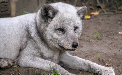 Beautiful potrait and details of a polar fox with a cute face