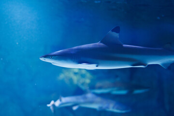 Obraz premium Sharks swim in an aquarium filled with blue water