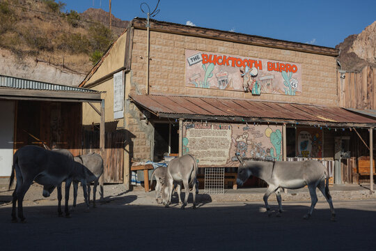 Burros roam the town of Oatman, California, September 2020