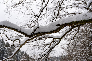 Obraz premium Snow-covered branches of trees create a serene winter scene, showcasing nature's beauty in a quiet forest. The gray sky adds to the tranquil atmosphere of the snowy landscape.