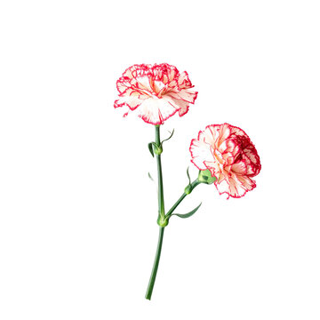 Single fresh red carnation flower with natural petals, representing deep love and admiration. A classic floral gift.