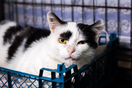 Tranquil black and white feline peacefully resting within shelter cage environment