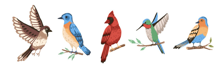 Forest red cardinal, finch and hummingbird on branch. Flying wild bird