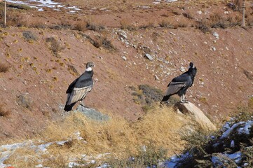 Fototapeta premium View of some condors from the National Route Seven - Mendoza, Argentina