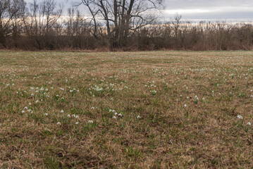 Early springtime meadow covered by snowdrops with trees on the background in CHKO Poodri in Czech republic