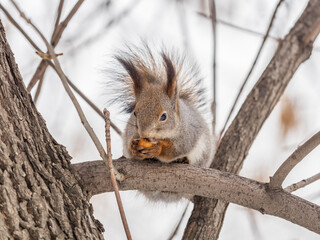The squirrel with nut sits on tree in the winter or late autumn
