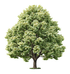 Fototapeta premium Lush Green Tree with Dense Foliage in Isolated View
