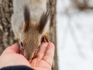 Squirrel eats nuts from a man's hand. Caring for animals in winter or autumn.