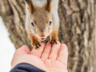 Squirrel eats nuts from a man's hand. Caring for animals in winter or autumn.