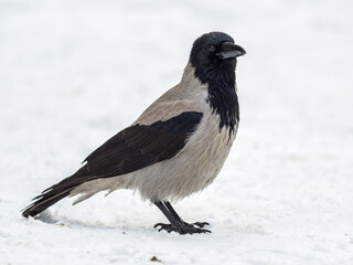 Crow in the snow on a winter day close-up