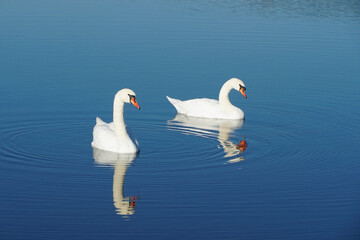Obraz premium A pair of white swans swim next to each other on a lake.