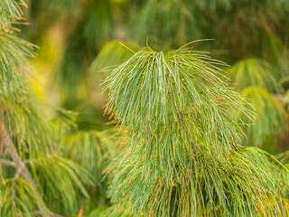 Cedar branches with long fluffy needles with a beautiful blurry background.