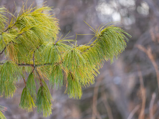 Cedar branches with long fluffy needles with a beautiful blurry background.