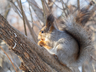 The squirrel with nut sits on tree in the winter or late autumn