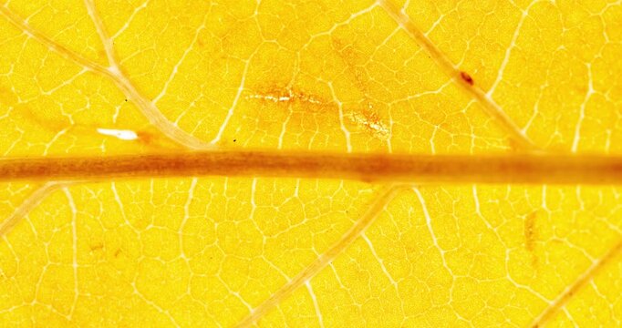 Macro stop-motion video showing detailed autumn leaves with intricate vein patterns, color shifts, and textures in warm yellows, oranges, and browns.