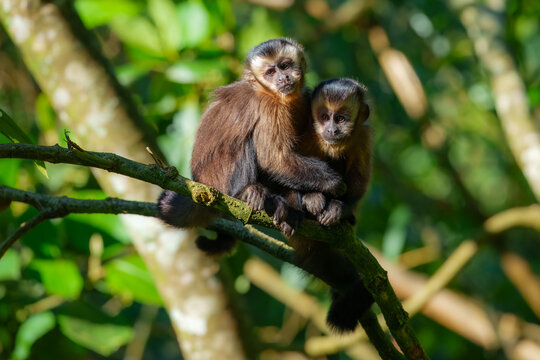 The Large-headed Capuchin (Sapajus apella macrocephalus) is a South American monkey found in Peru's Manu National Park, known for its large head, intelligence, and tool use, often seen in large groups