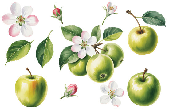 Fresh green apples with floral details. Watercolor illustration with  apple flowers, leaves and green apples branch. 