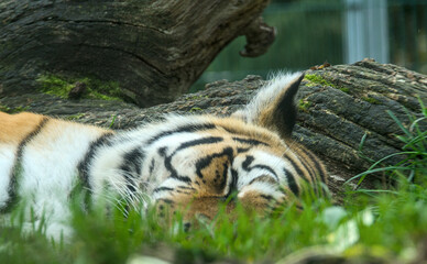Exiting portrait of a strong tiger in the zoo of Stendal/Germany