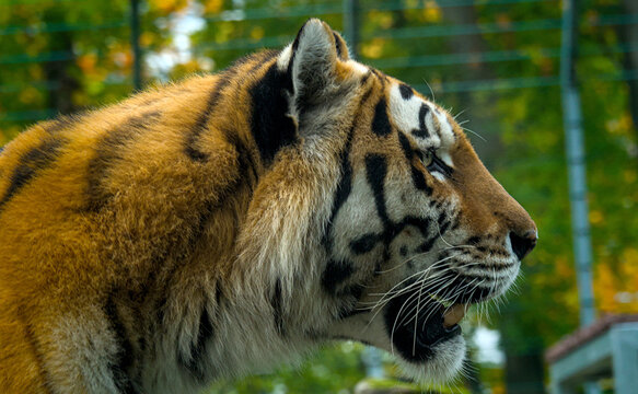 Exiting portrait of a strong tiger in the zoo of Stendal/Germany