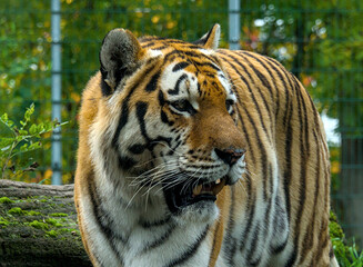 Exiting portrait of a strong tiger in the zoo of Stendal/Germany