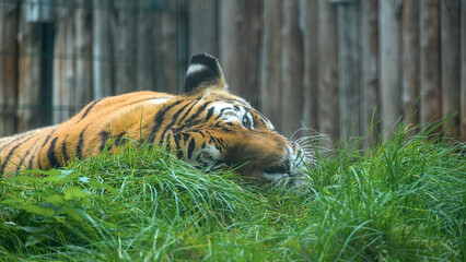 Exiting portrait of a strong tiger in the zoo of Stendal/Germany