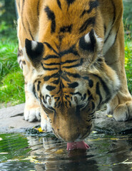Exiting portrait of a strong tiger in the zoo of Stendal/Germany