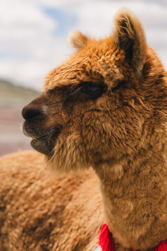 Majestic alpaca in the Andean highlands of Peru