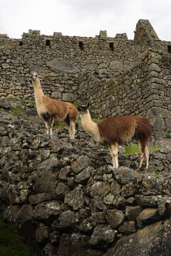 Llamas in ancient stone ruins of the Andean highlands