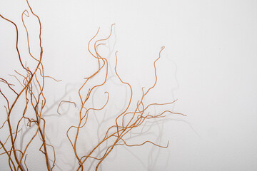 Dried curvy branches on white surface