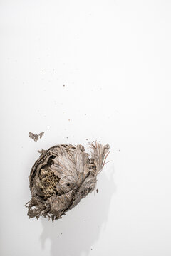 Dried wasp nest on white surface