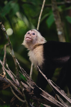 White faced capuchin in lush rainforest setting
