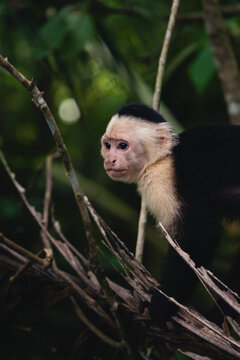 White faced capuchin in its natural habitat