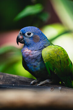Blue headed parrot in a vibrant natural setting