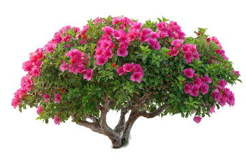 Naklejka premium Bougainvillea Bonsai with Vibrant Pink Flowers