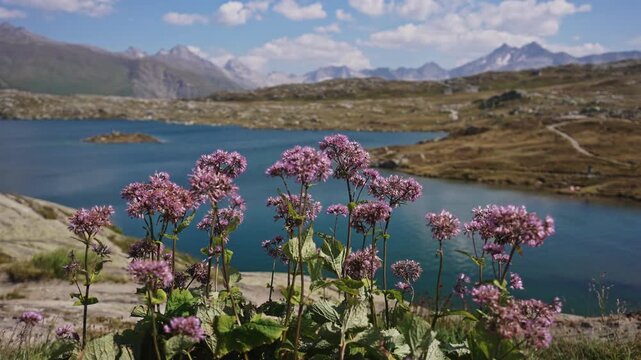 Wildflowers by Blue Mountain Lake at Grimsel Pass Switzerland.Filmed on 30 July 2025.