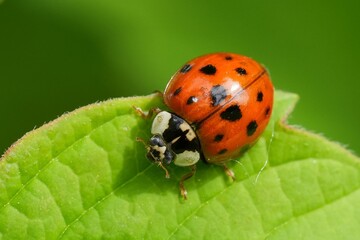 Naklejka premium Close Up of a Ladybug on a Green Leaf to Symbolize Nature and Environmental Awareness in Summer's Warmth