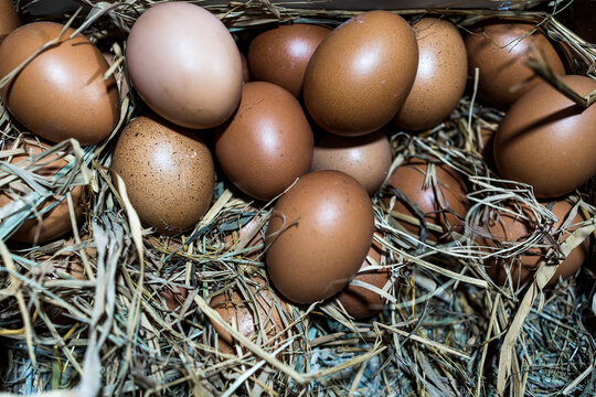 Brown eggs nestled in straw on a Sri Lankan farm