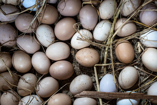 Organic farm eggs nestled on straw in Sri Lanka
