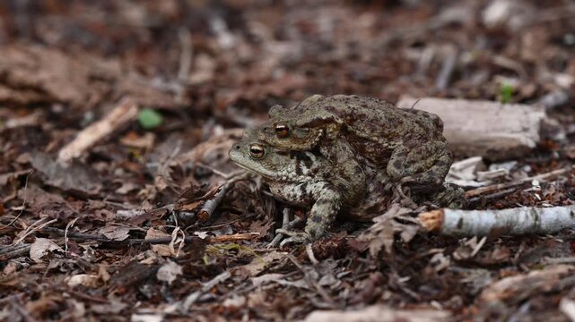 Real Time of Two Common Toads Mating in Forest and leaving. Close-Up of Bufo bufo in Switzerland. Panning.