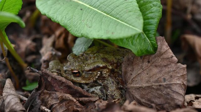 Real Time of Two Common Toads hiding under leaf. Close-Up of Bufo bufo in Switzerland. Zoom out.