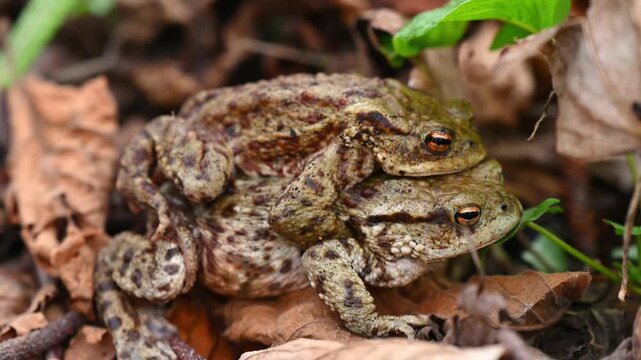 Real Time of Two Common Toads Mating in Forest and leaving. Close-Up of Bufo bufo in Switzerland. Zoom out.