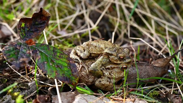 Real Time of Two Common Toads Mating in Forest. Close-Up of Bufo bufo in Switzerland. Panning.