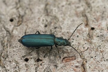 Closeup on a metallic bluish green European False blister beetle, Ischnomera cyanea sitting on wood
