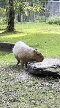 Capybara eating grass  and drinking water at public park- High Park Zoo, Toronto, Ontario- 4K Video