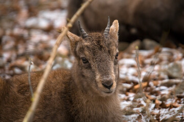 Obraz premium Aufnahme eines Jungtiers vom Steinbock, in liegender Position, im Winter.