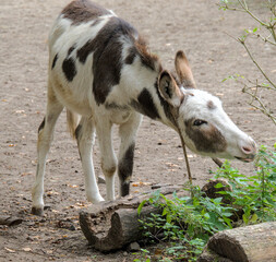 A cute brindled donkey makes funny poses and faces