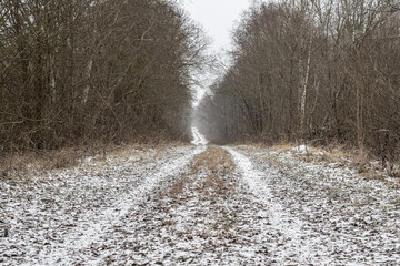 Serene path winding through a snowy forest under misty overcast skies, with light frost on bare branches and earthy trail. Early winter rural scene evoking tranquility and wilderness exploration.