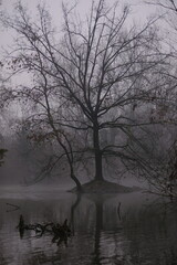 Albero in una palude