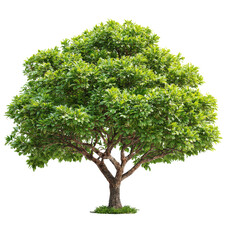 Obraz premium Lush Green Tree with Full Foliage and Brown Trunk